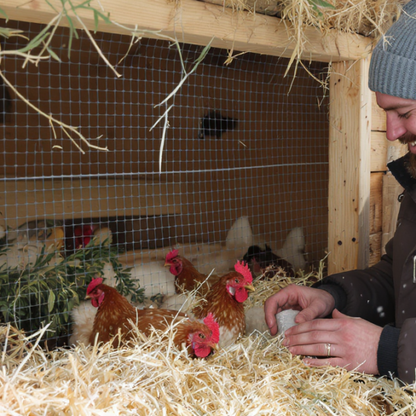 learn effective and energy-free methods to keep your chickens warm during winter, ensuring their comfort and health without using electricity.