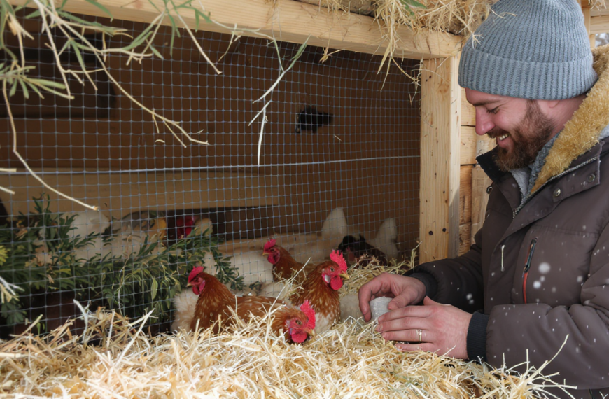 learn effective and energy-free methods to keep your chickens warm during winter, ensuring their comfort and health without using electricity.