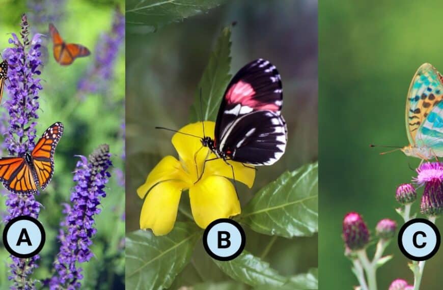 Personality test: reveal what truly energizes you each day by choosing one of these 3 butterflies!