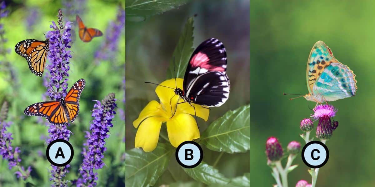 Personality test: reveal what truly energizes you each day by choosing one of these 3 butterflies!