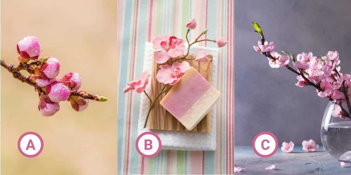 Personality test: Which cherry blossom matches your vibe? Uncover your unique stress management style now!
