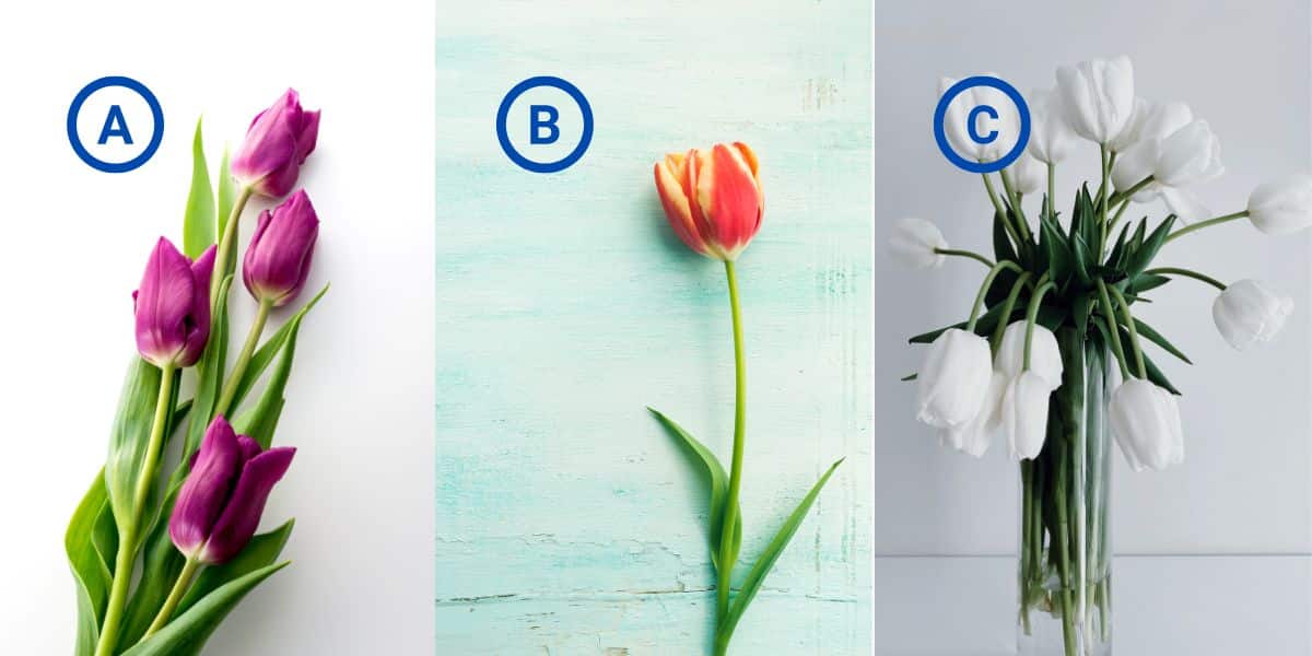 Personality test: what does your chosen tulip reveal about your Achilles heel?