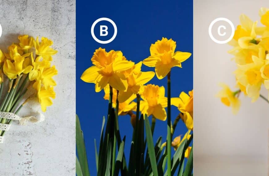 Personality test: Pick a daffodil and discover how you cope with failure and setbacks!