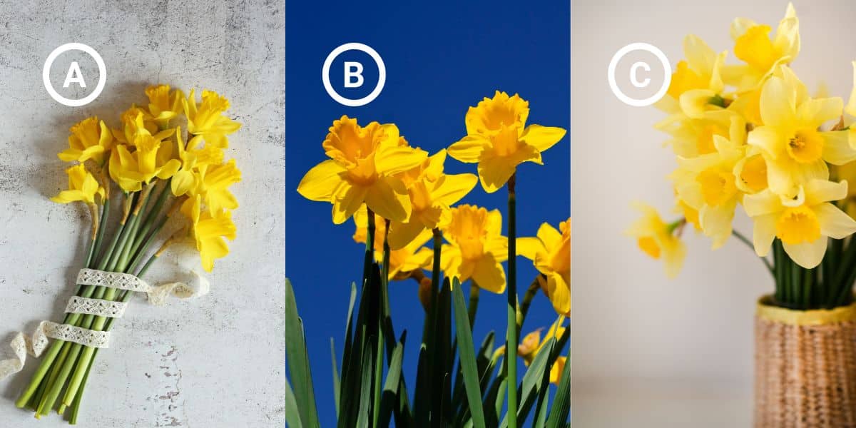 Personality test: Pick a daffodil and discover how you cope with failure and setbacks!